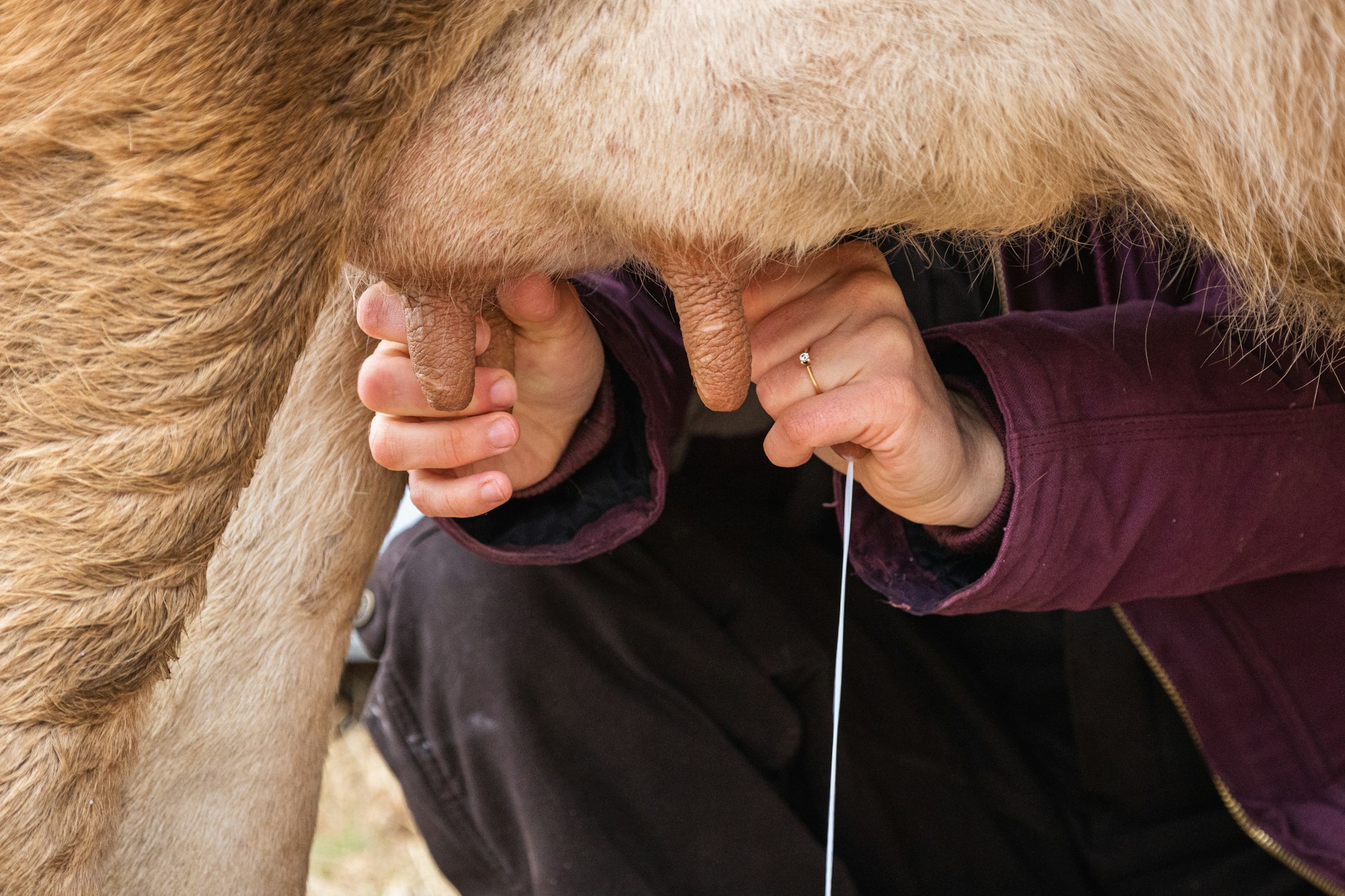 A farmer milking her cow